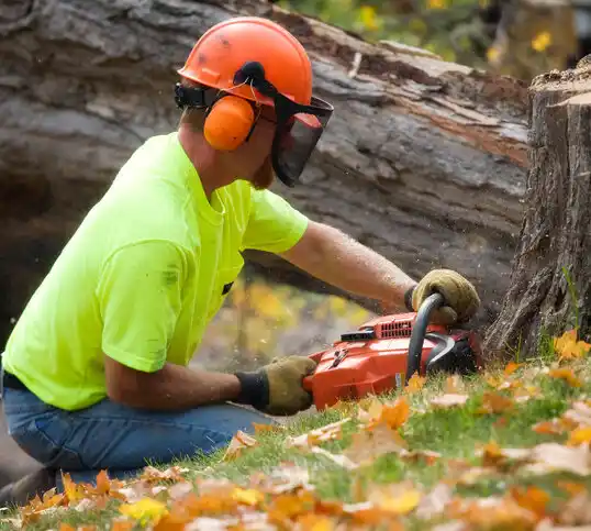 tree services Yellow Springs